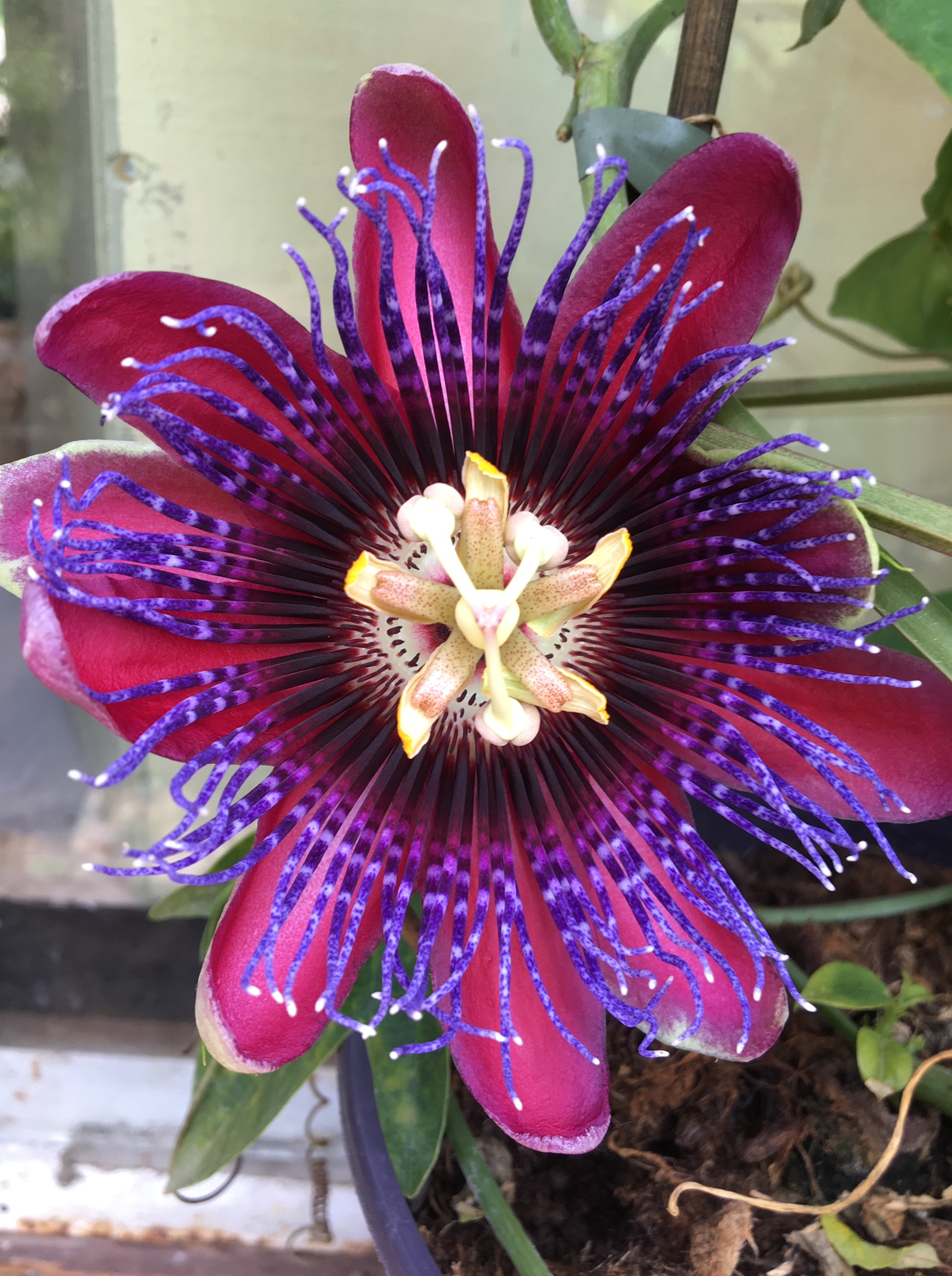 Semaine des abeilles et plantes&nbsp;mellifères