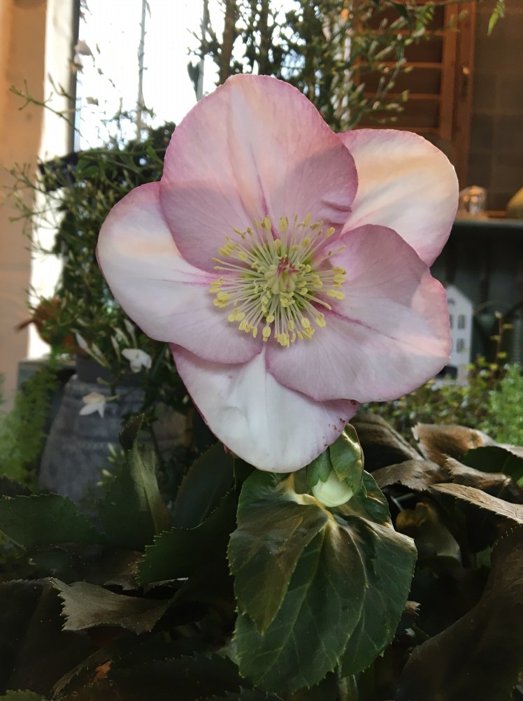 Noël se prépare aux Glycines&nbsp;…