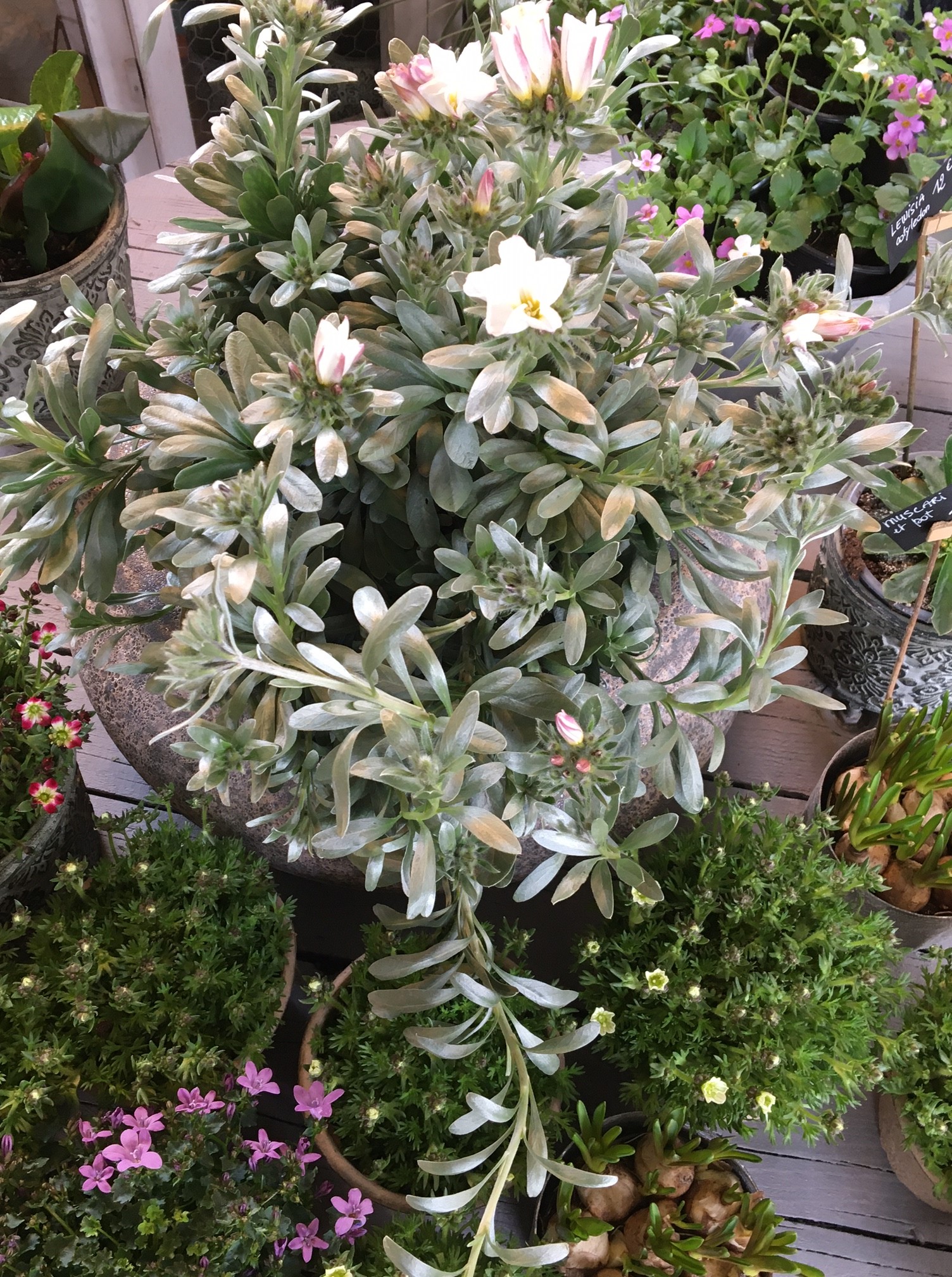 Les  couleurs et les parfums reviennent au&nbsp;jardin