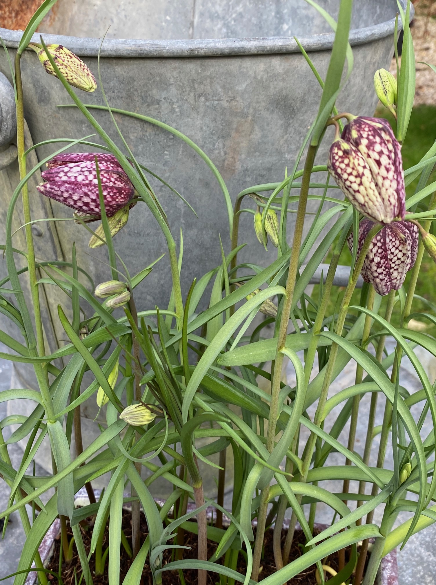 Le printemps arrive aux&nbsp;Glycines…