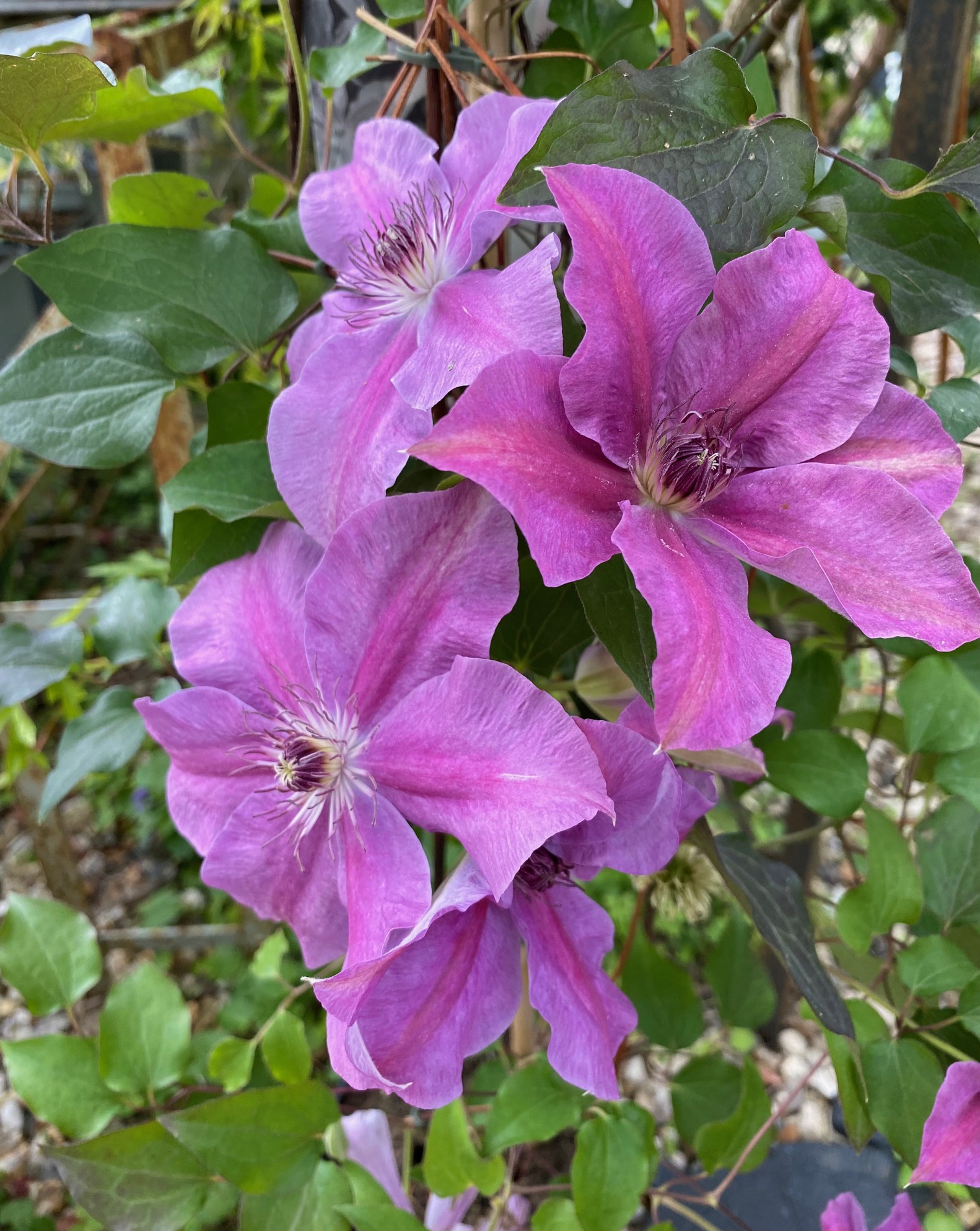 En ce moment aux Glycines&nbsp;…