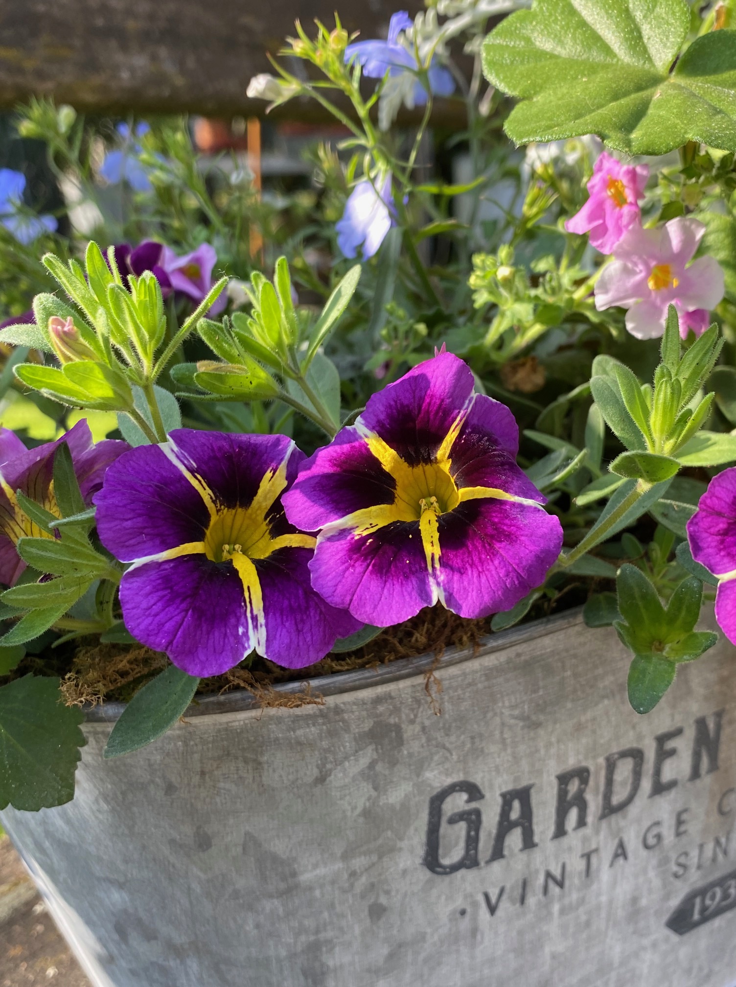 En ce moment aux Glycines&nbsp;…