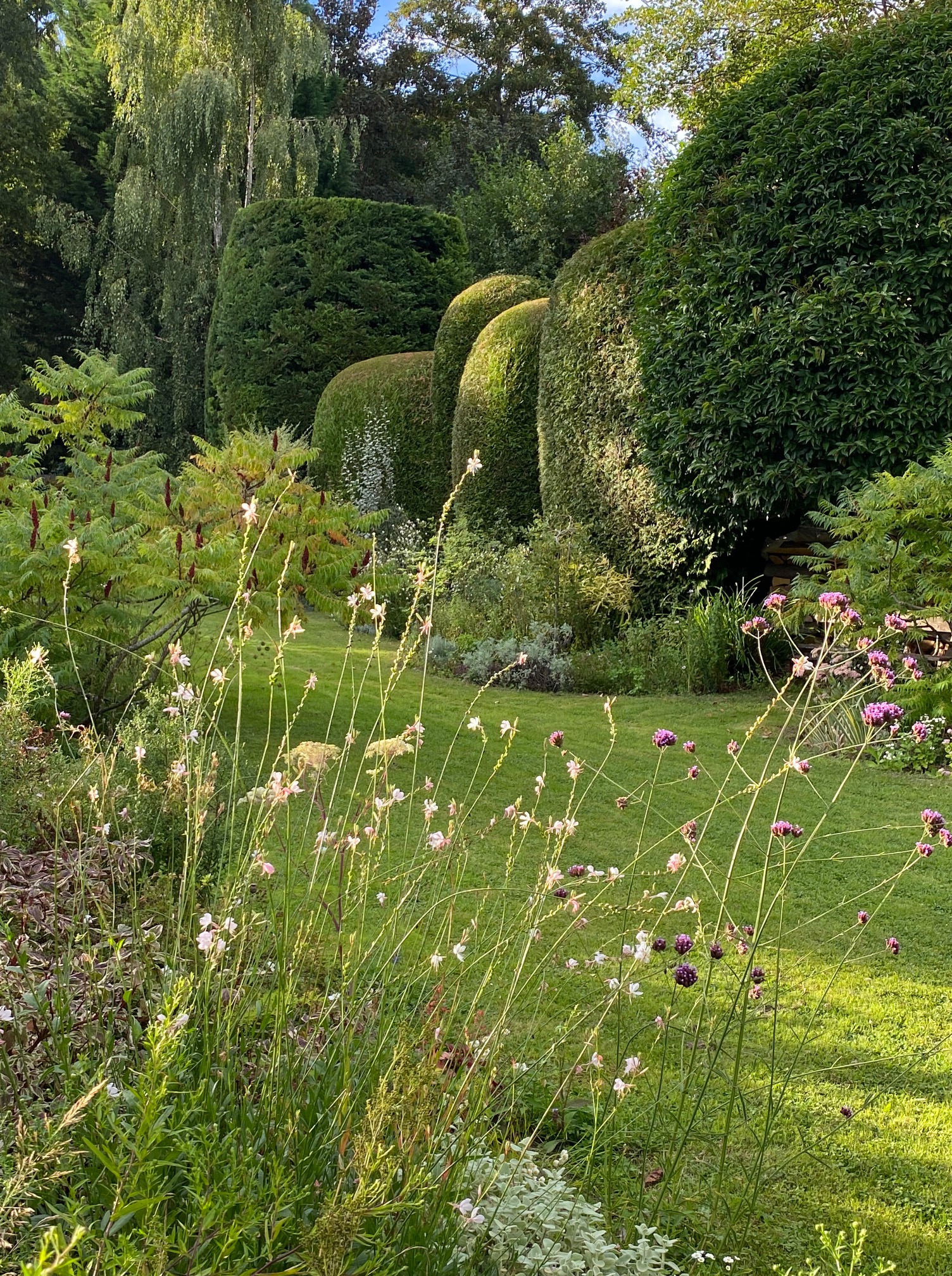 Réouverture des Glycines, jeudi 11 septembre à&nbsp;14h