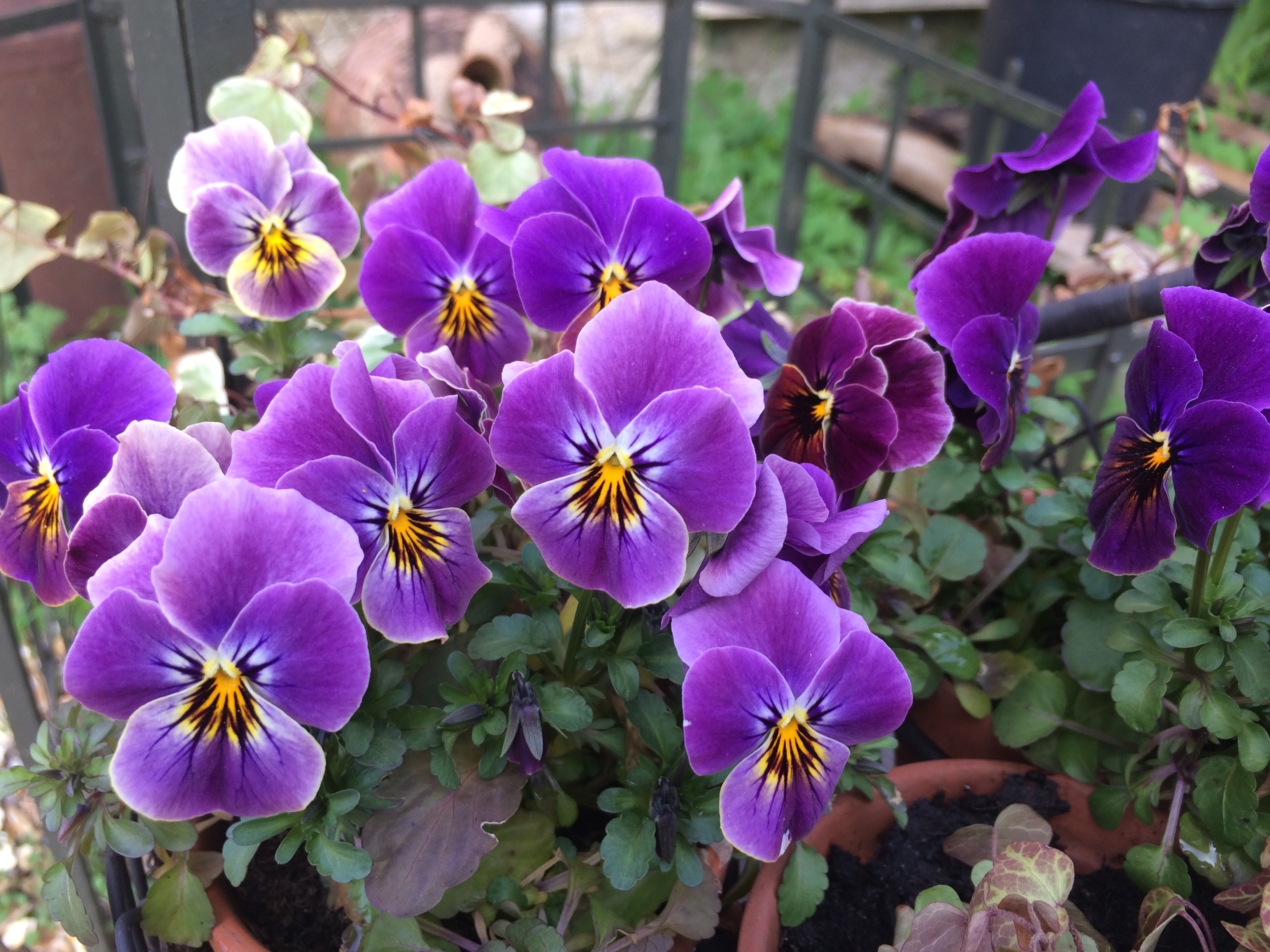 Café – thé gourmand aux Glycines, samedi 28&nbsp;septembre