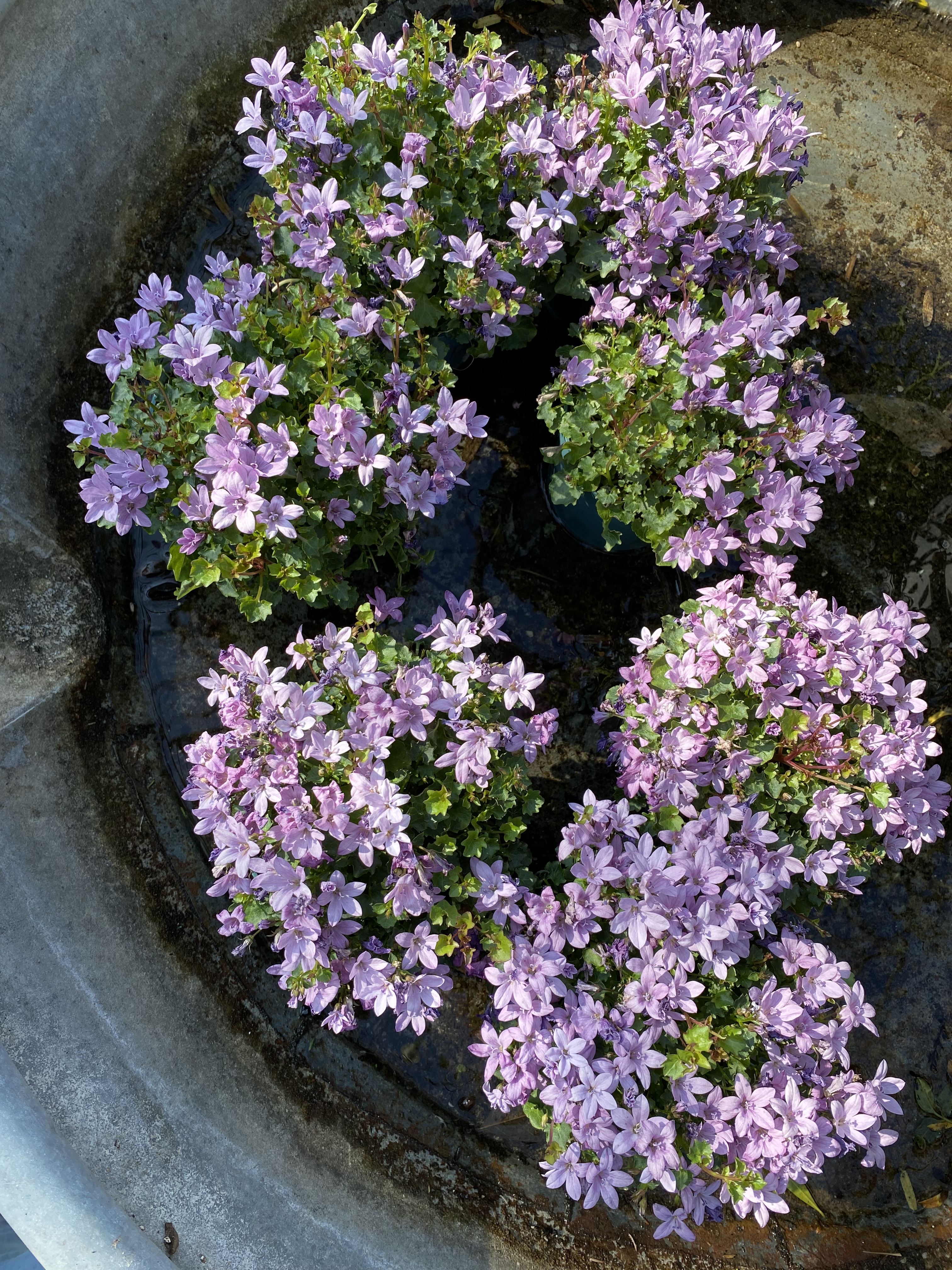 Café gourmand offert au jardin, samedi 5 et dimanche 6&nbsp;avril