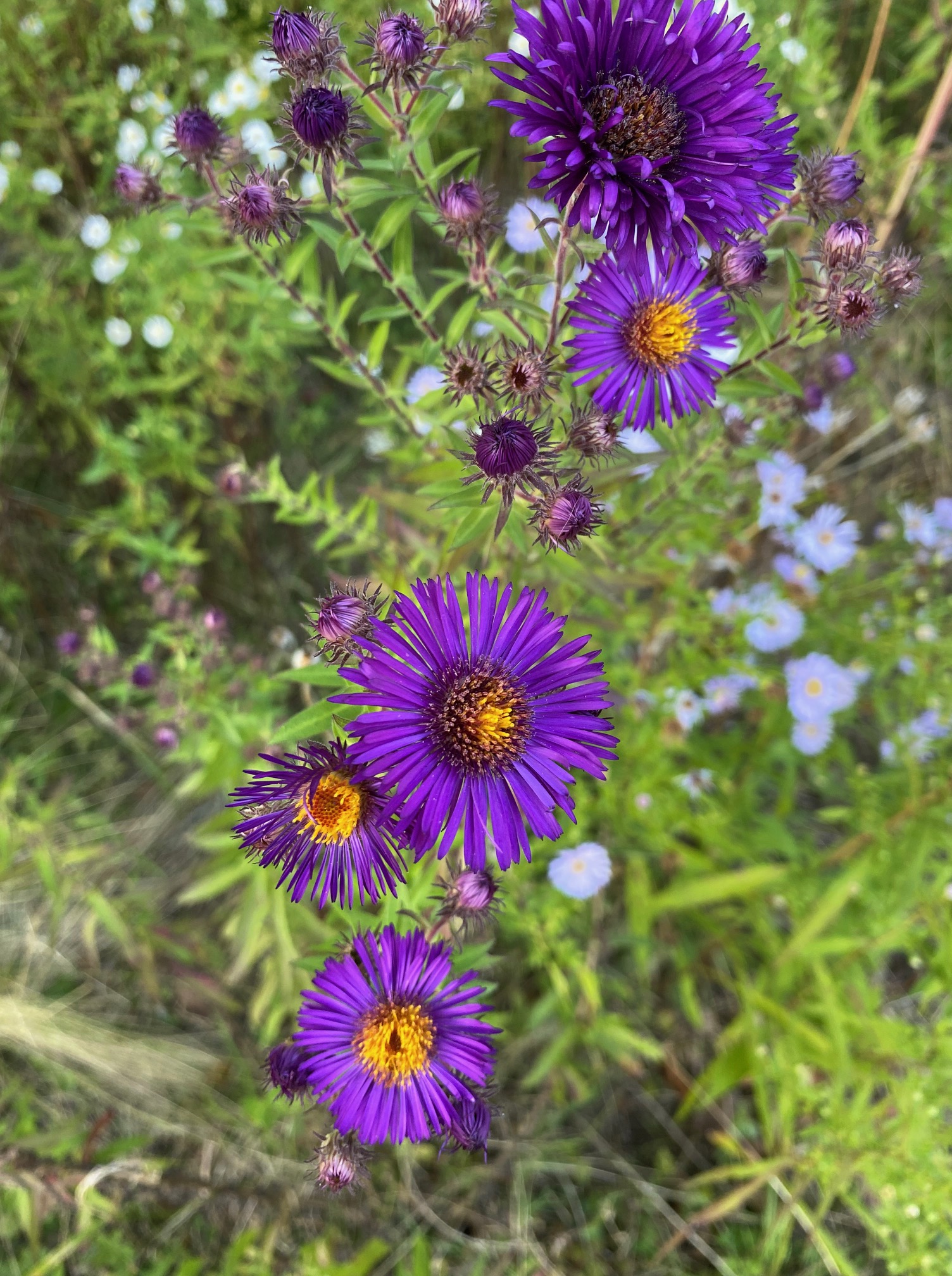 Café – thé gourmand aux Glycines, samedi 27&nbsp;septembre